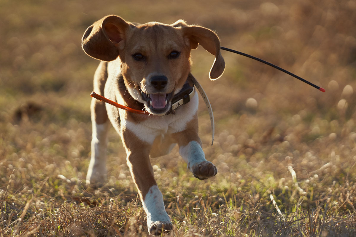 帶 GPS 項圈的小獵犬
